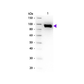 Anti-PLASMINOGEN (Human Plasma) (GOAT) Antibody
