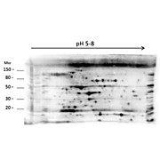 Anti-Low Molecular Weight E.Coli Protein Host Cell Protein (HCP) Antibody