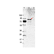 Anti-VlsE (Rabbit) Antibody