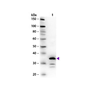 Anti-CARBOXYPEPTIDASE B (RABBIT) Antibody