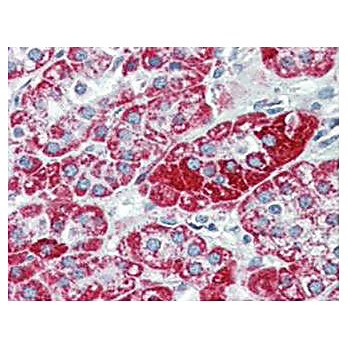 Anti-TRPC6 (MOUSE) Monoclonal Antibody