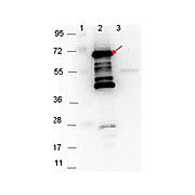Anti-p35 (RABBIT) Antibody
