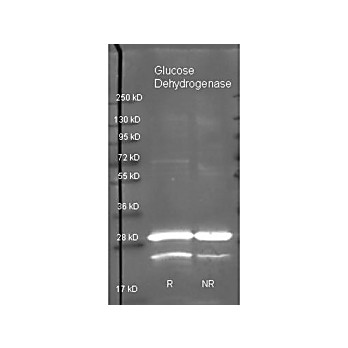 Anti-GLUCOSE DEHYDROGENASE (GOAT) Antibody