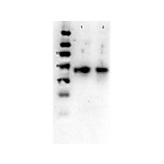 Anti-Glut2 (RABBIT) Antibody