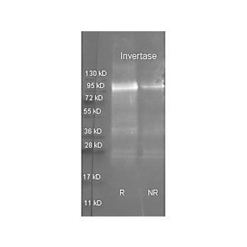 Anti-INVERTASE (GOAT) Antibody