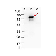 Anti-OspB (RABBIT) Antibody