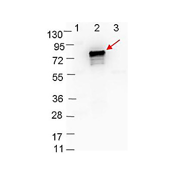Anti-OspB (RABBIT) Antibody