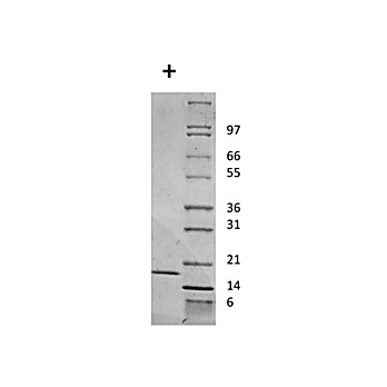 Mouse Interleukin-2 Recombinant Protein