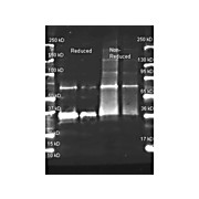 Anti-URICASE (Bacillus species) (GOAT) Antibody Biotin Conjugated