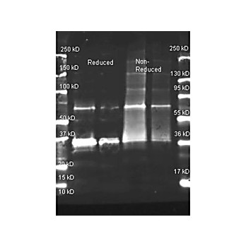Anti-URICASE (Bacillus species) (GOAT) Antibody Biotin Conjugated