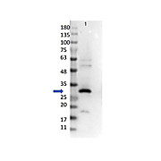 Anti-RFP (GOAT) Antibody