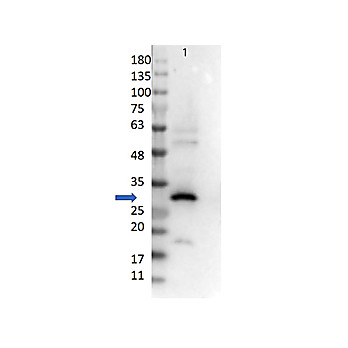 Anti-RFP (GOAT) Antibody