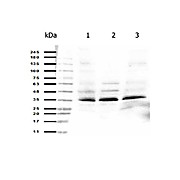 Anti-ORAI1 (RABBIT) Antibody