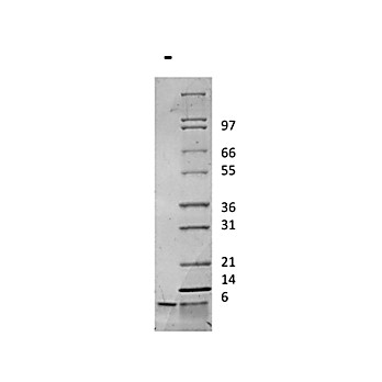Rat Insulin-like Growth Factor I Recombinant Protein