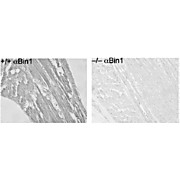 BIN1 Antibody [2F11]
