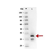 Anti-CARBOXYPEPTIDASE B (RABBIT) Antibody Biotin Conjugated