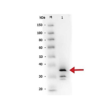 Anti-CARBOXYPEPTIDASE B (RABBIT) Antibody Biotin Conjugated