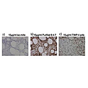 Anti-TIMP4 (MOUSE) Monoclonal Antibody