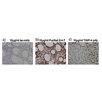 Anti-TIMP4 (MOUSE) Monoclonal Antibody