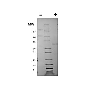 Mouse Interleukin-12 Recombinant Protei
