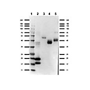 VhH Antibody