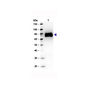 Anti-GLUCOSE OXIDASE (GOAT) Antibody