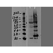 MMTV capsid protein Antibody