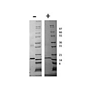 Rat Tumor Necrosis Factor alpha Recombinant Protein