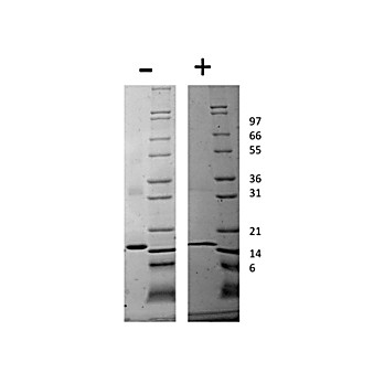Rat Tumor Necrosis Factor alpha Recombinant Protein