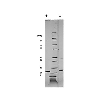 Rat Fibroblast Growth Factor basic Recombinant Protein