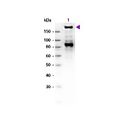 Anti-Alpha-2-MACROGLOBULIN (GOAT) Antibody