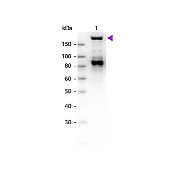 Anti-Alpha-2-MACROGLOBULIN (GOAT) Antibody