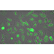 Anti-LACTATE DEHYDROGENASE (Rabbit Muscle) (GOAT) Antibody Biotin Conjugated