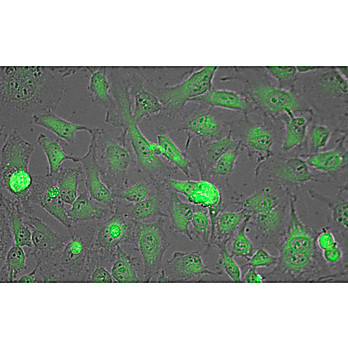 Anti-LACTATE DEHYDROGENASE (Rabbit Muscle) (GOAT) Antibody Biotin Conjugated