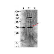 Anti-p39 (RABBIT) Antibody