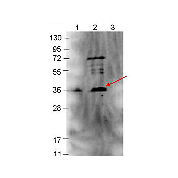 Anti-p39 (RABBIT) Antibody