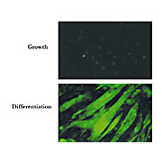 BIN1 Antibody [99F]