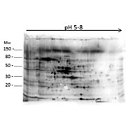 Anti-E.Coli Combined Host Cell Protein (HCP) Antibody