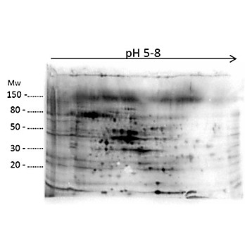 Anti-E.Coli Combined Host Cell Protein (HCP) Antibody