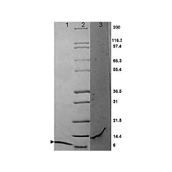 MIP-3a Mouse Recombinant Protein