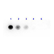 Anti-LUCIFERASE (RABBIT) Antibody