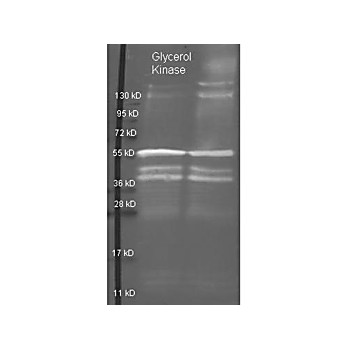 Anti-GLYCEROL KINASE (Cellulomonas species) (GOAT) Antibody Biotin Conjugated