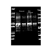 Anti-PROTEIN A (GOAT) Antibody Peroxidase Conjugated