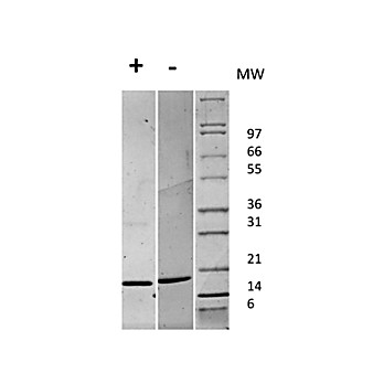 Human Fibroblast Growth Factor 147 basic Recombinant Protein