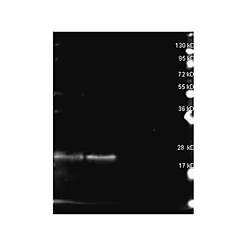 Anti-B-PHYCOERYTHRIN (RABBIT) Antibody