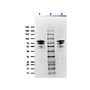 Anti-Flagellin (RABBIT) Antibody