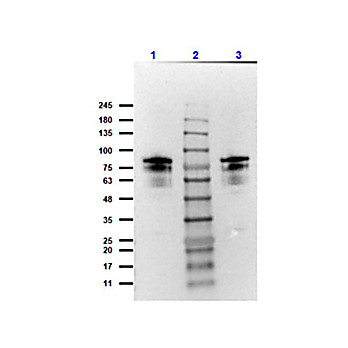 Anti-Flagellin (RABBIT) Antibody