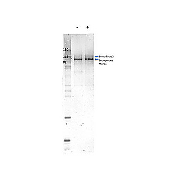 Morc3 Antibody ms