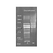 Anti-GLUCOAMYLASE (GOAT) Antibody Biotin Conjugated