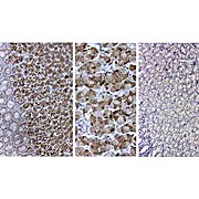 Anti-PEPSIN (GOAT) Antibody